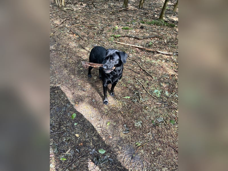 Labrador-Retriever-Hündin Fine sucht liebevolles Zuhause
