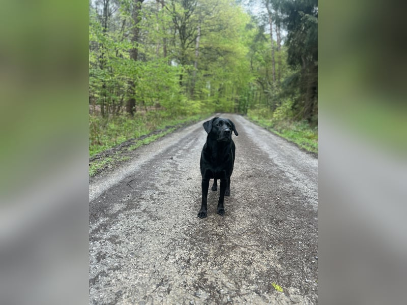 Labrador-Retriever-Hündin Fine sucht liebevolles Zuhause