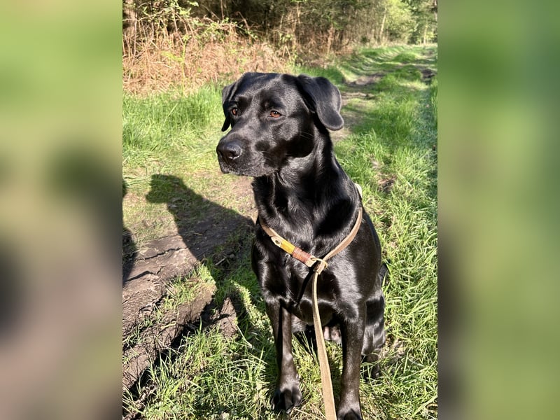 Labrador-Retriever-Hündin Fine sucht liebevolles Zuhause