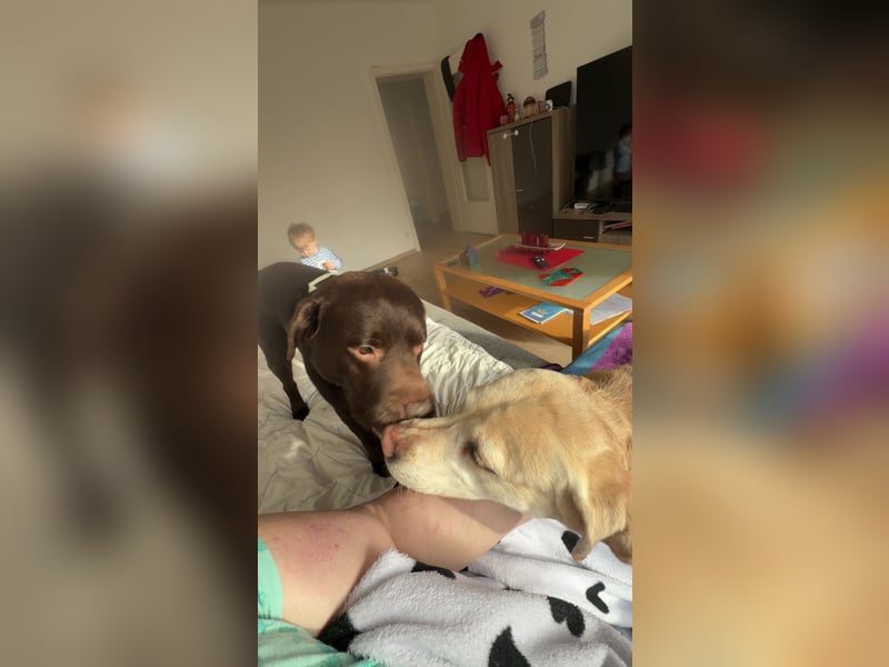 Notverkauf zwei tolle Labrador Hunde !
