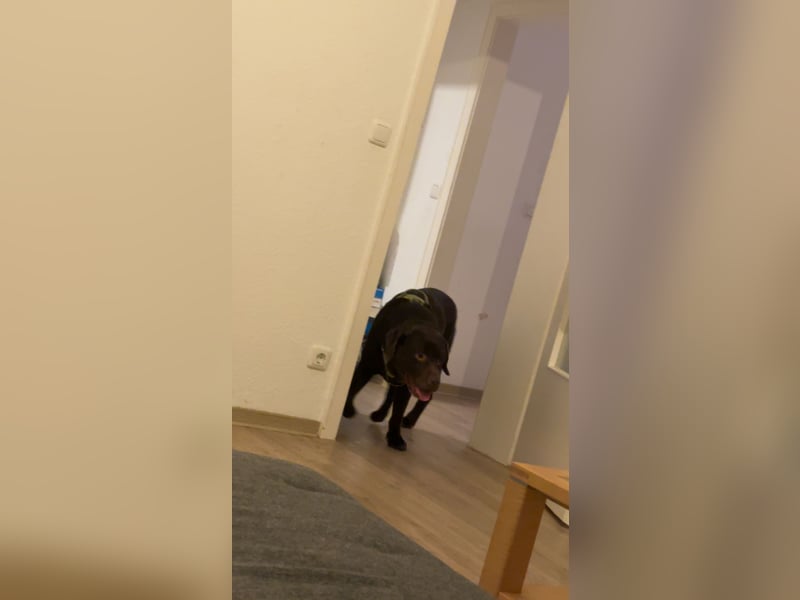 Notverkauf zwei tolle Labrador Hunde !