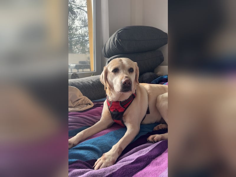 Notverkauf zwei tolle Labrador Hunde !