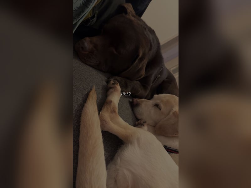 Notverkauf zwei tolle Labrador Hunde !