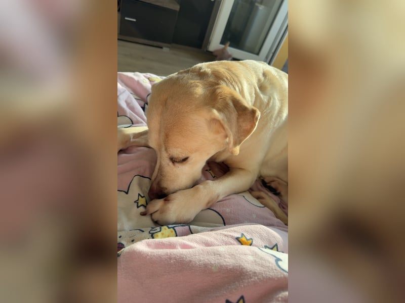 Notverkauf zwei tolle Labrador Hunde !