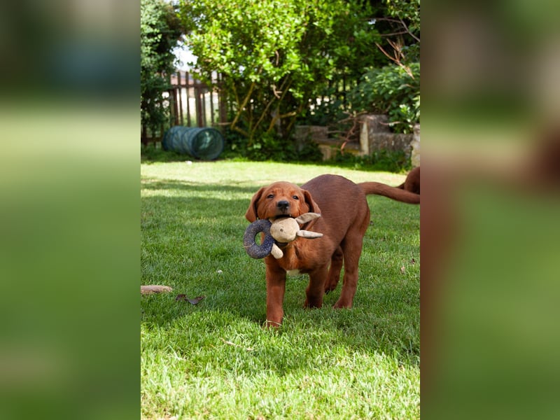 Zwei Labrador Retriever Welpen Dark Foxred