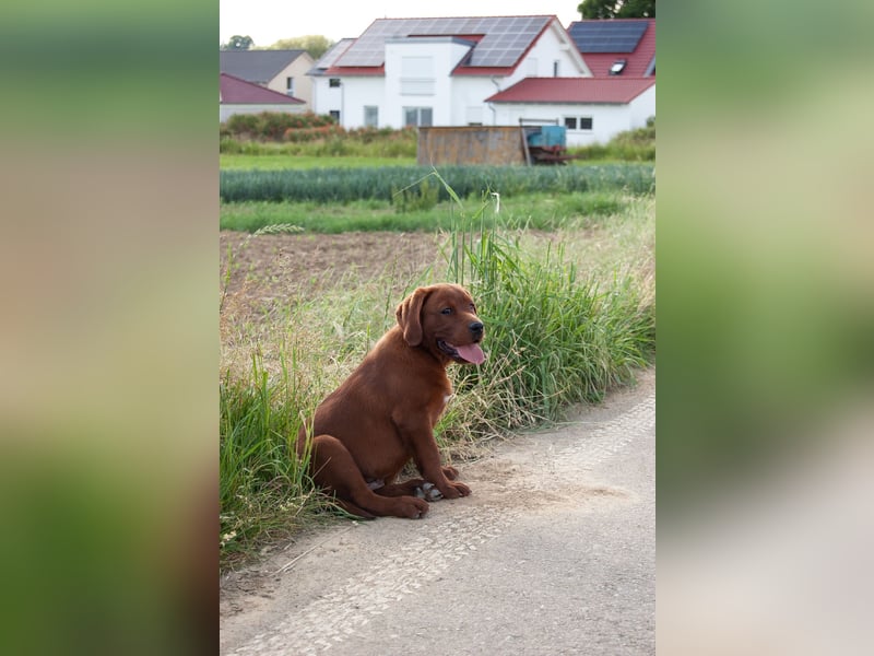 Zwei Labrador Retriever Welpen Dark Foxred
