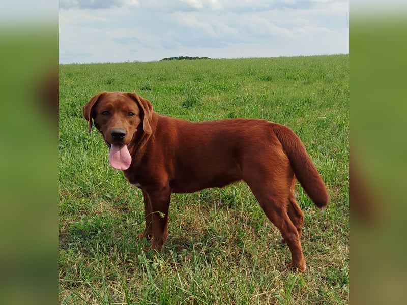 Labrador Retriever Hündin Dark Foxred