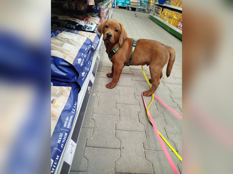Zwei Labrador Retriever Welpen Dark Foxred