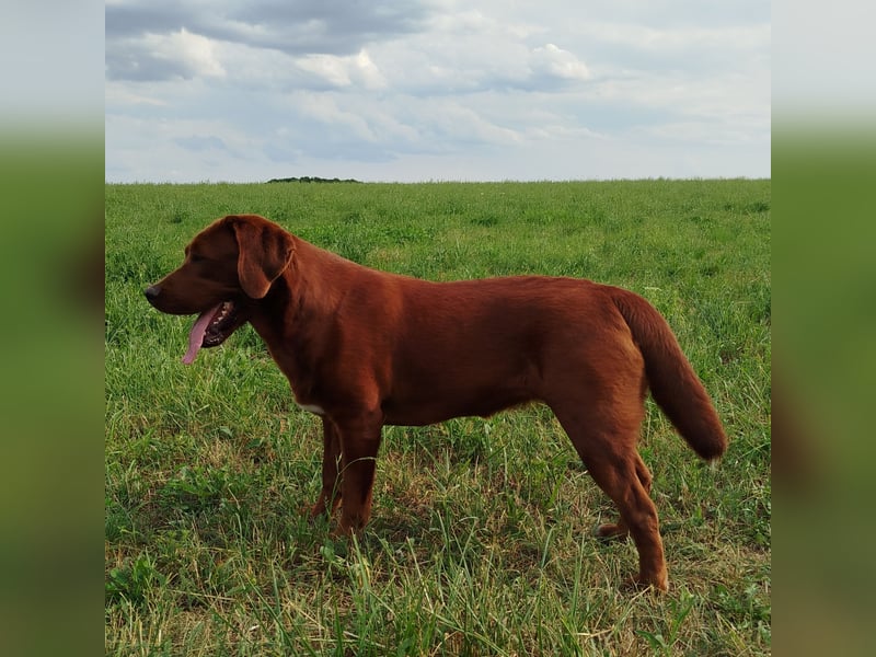 Labrador Retriever Hündin Dark Foxred