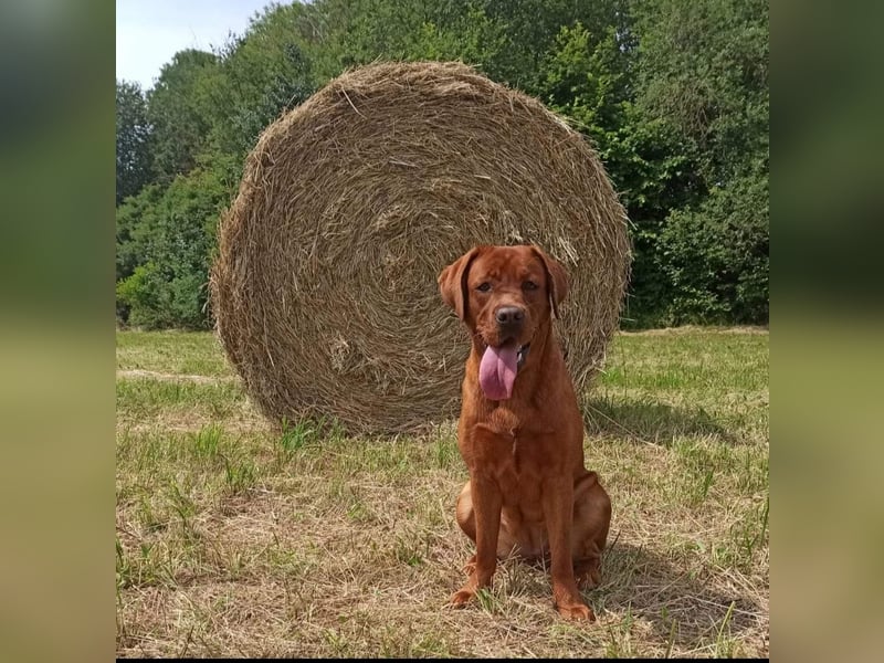 Labrador Retriever Foxred und Dark Foxred Welpen