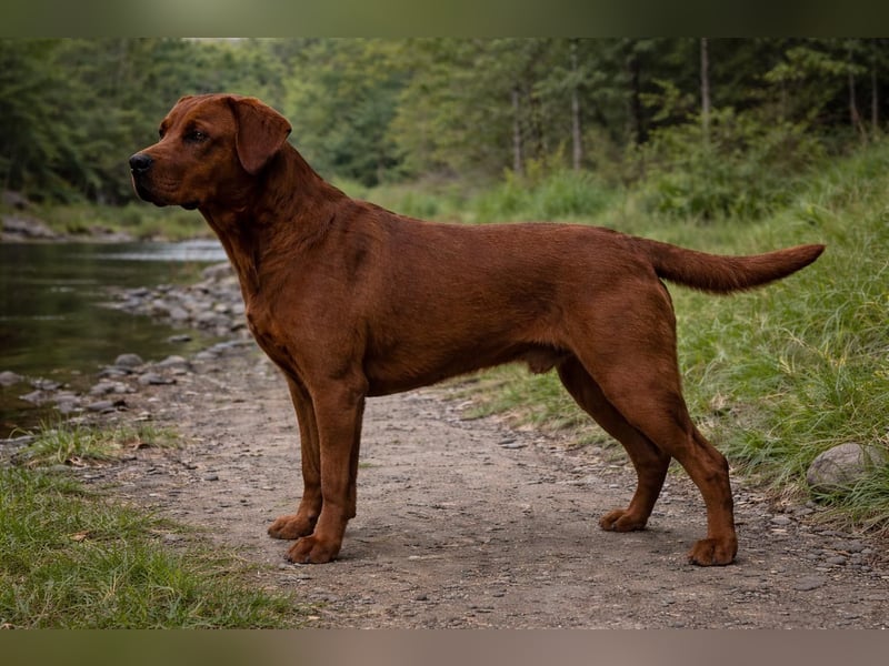 Labrador Retriever Foxred und Dark Foxred Welpen