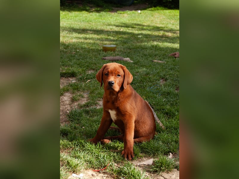 Zwei Labrador Retriever Welpen Dark Foxred