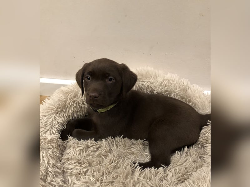 Labrador Welpen chocolate aus zertifizierter Zucht