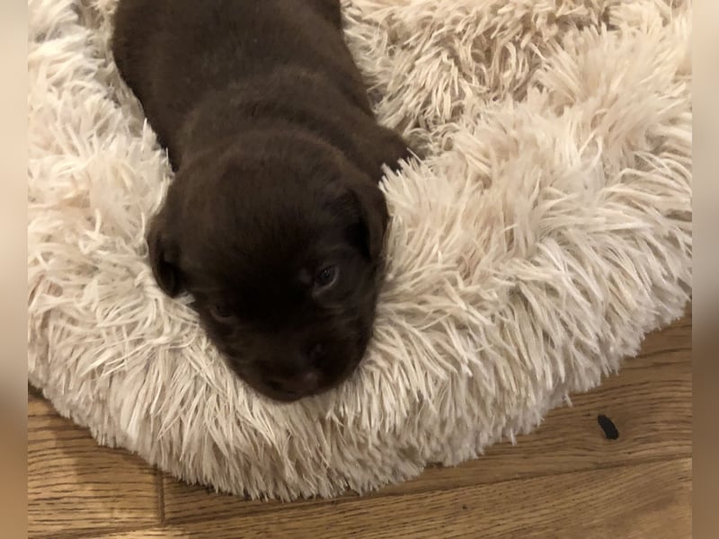 Labrador Welpen chocolate aus zertifizierter Zucht