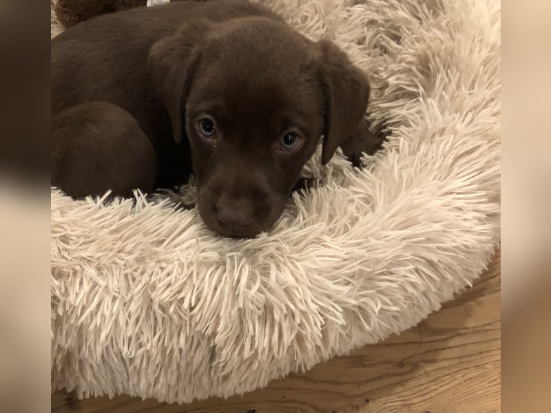 Labrador Welpen chocolate aus zertifizierter Zucht