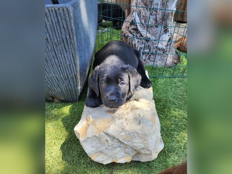 Zuckersüße Labrador Welpen schwarz und foxred mit Ahnentafel und EU Impfbuch