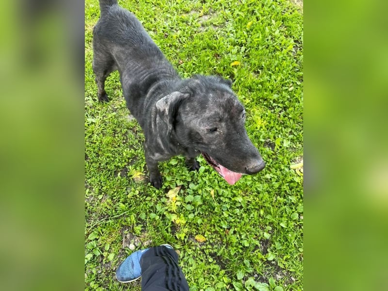 Nytce - fröhlicher, lustiger Labrador Retriever