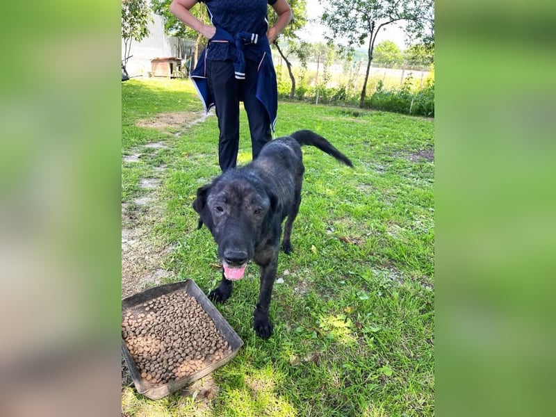 Nytce - fröhlicher, lustiger Labrador Retriever
