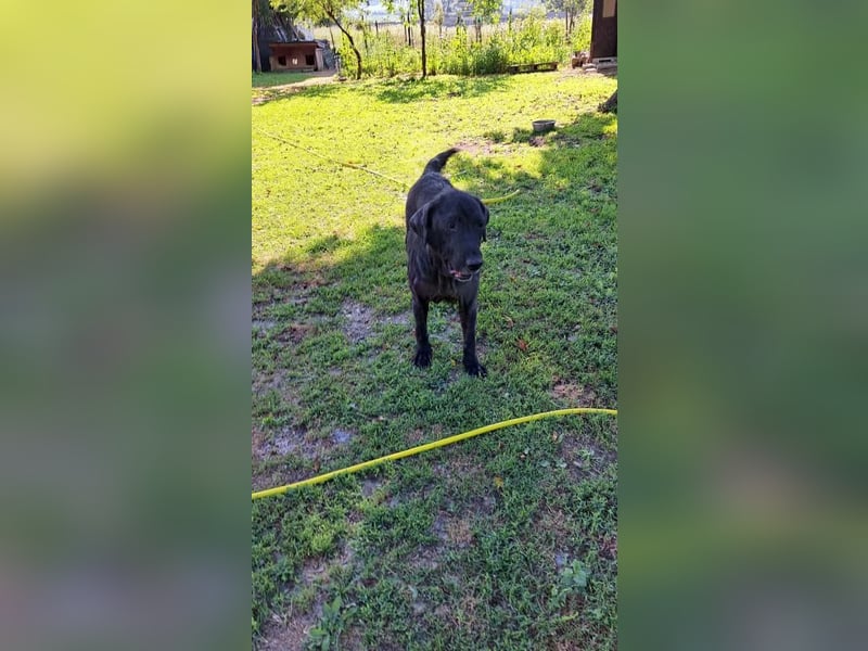 Nytce - fröhlicher, lustiger Labrador Retriever