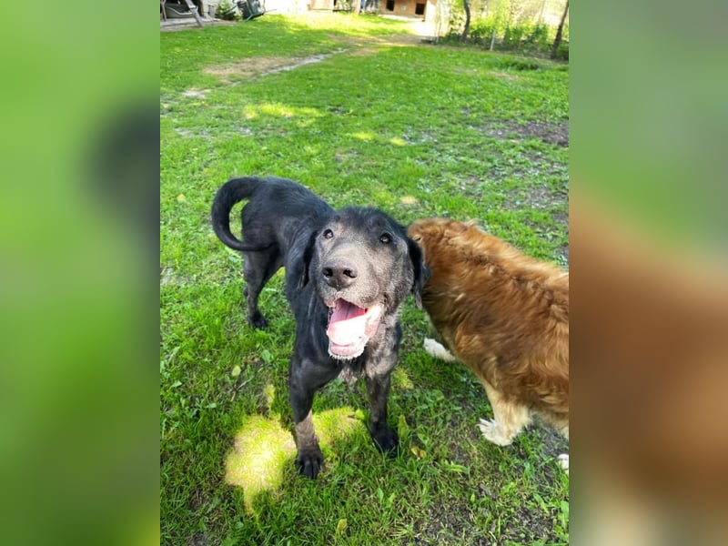Nytce - fröhlicher, lustiger Labrador Retriever