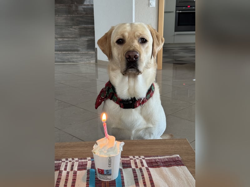 Labrador sucht neues Zuhause
