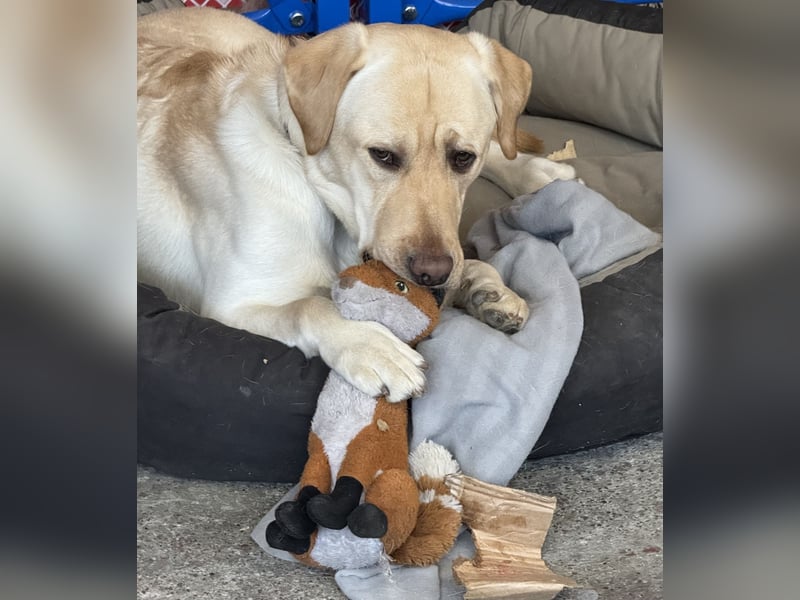 Labrador Rüde sucht ein neues Zuhause