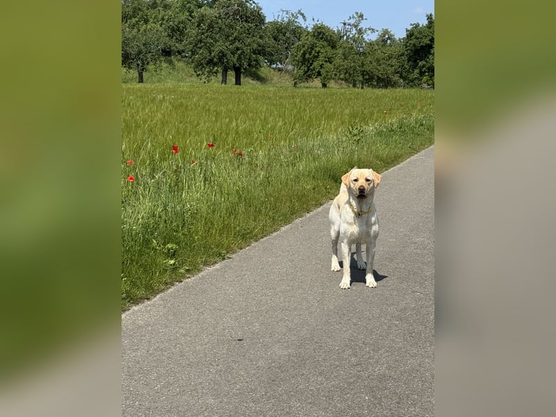Labrador sucht neues Zuhause