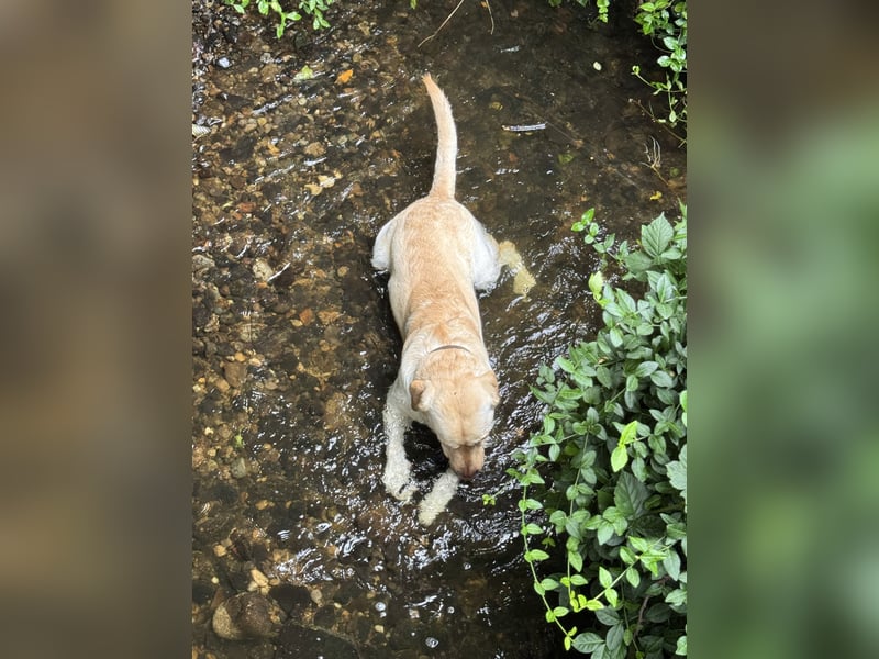 Labrador Rüde sucht ein neues Zuhause