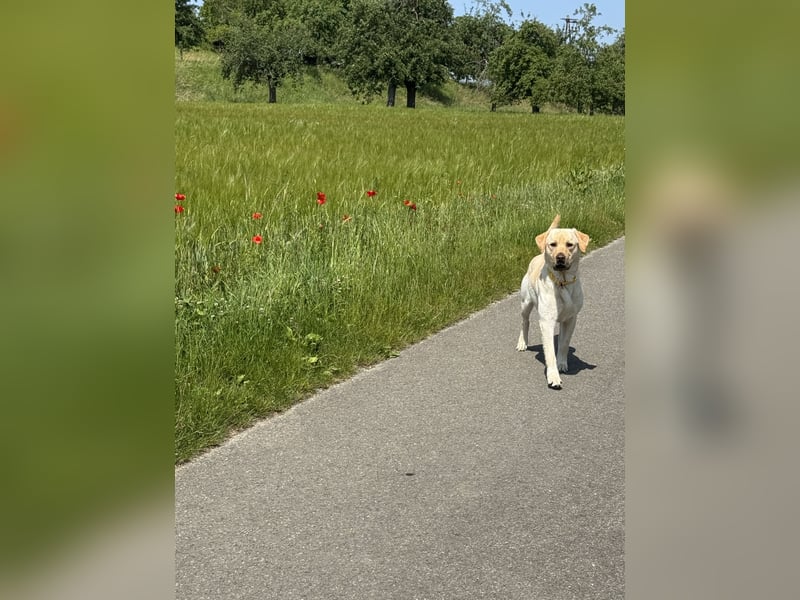 Labrador Rüde sucht ein neues Zuhause