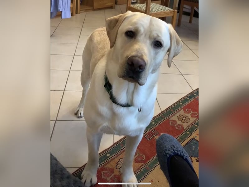 Labrador Rüde sucht ein neues Zuhause