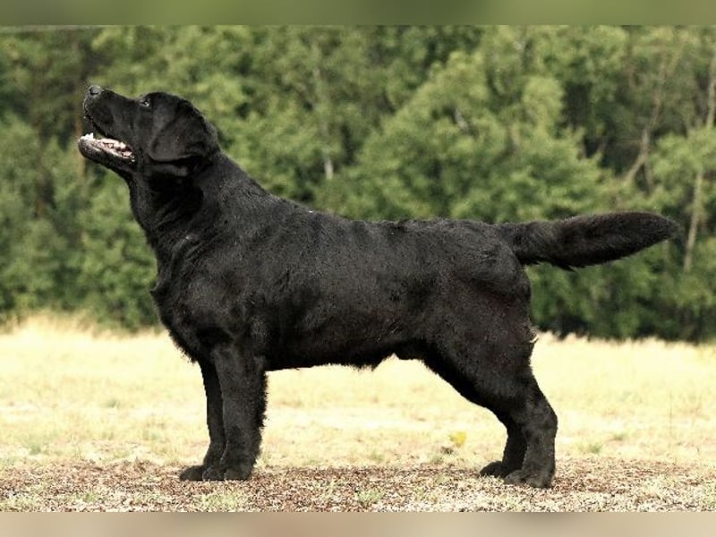 labrador retriever Hundinen