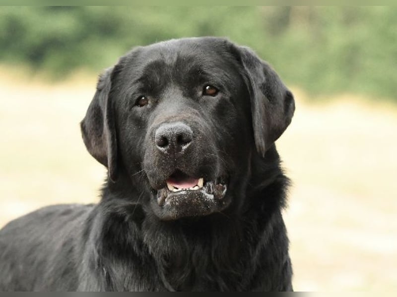 labrador retriever Hundinen