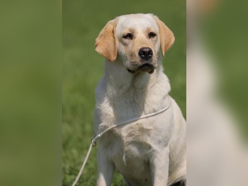 labrador retriever Hundinen
