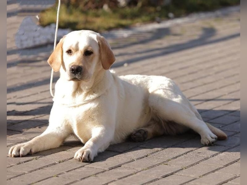 labrador retriever Hundinen