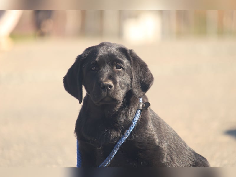 labrador retriever Hundinen