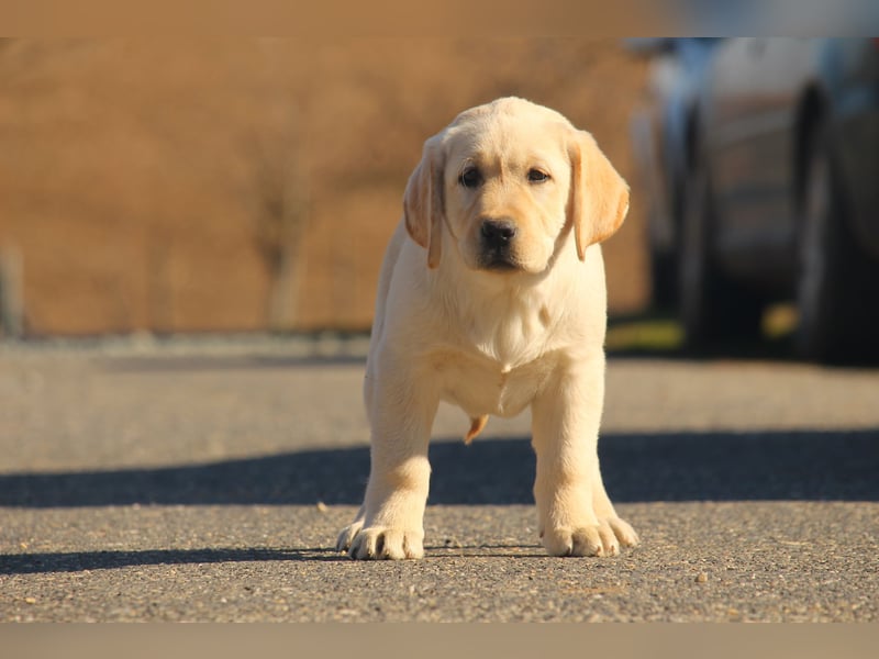 labrador retriever Hundinen