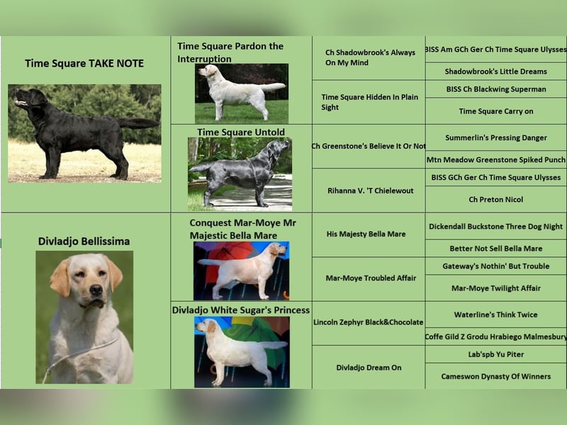 labrador retriever Hundinen