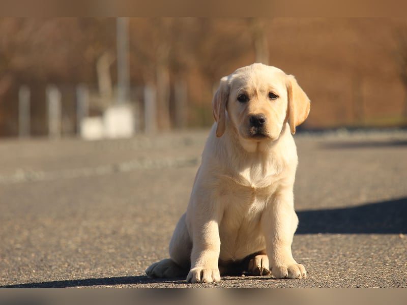 labrador retriever Hundinen