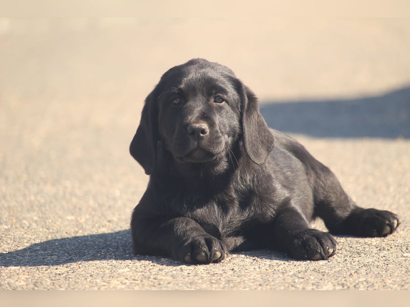 labrador retriever Hundinen