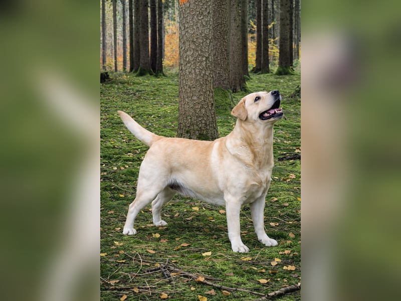 Wurfankündigung: Labrador Retriever Welpen (VDH) – Mitte April