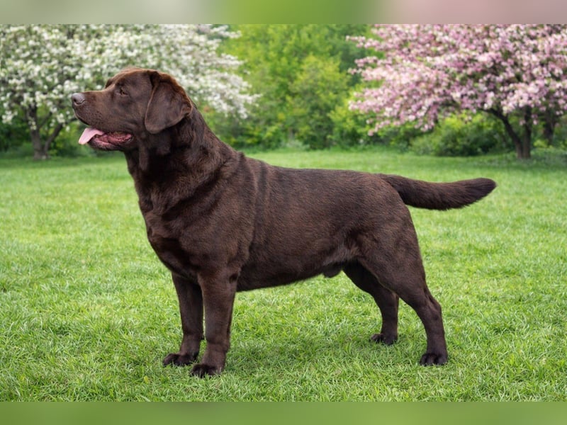 Wurfankündigung: Labrador Retriever Welpen (VDH) – Mitte April