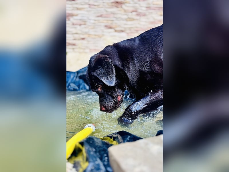 ❤️Klein Elli sucht ihr Zuhause  für immer.❤️