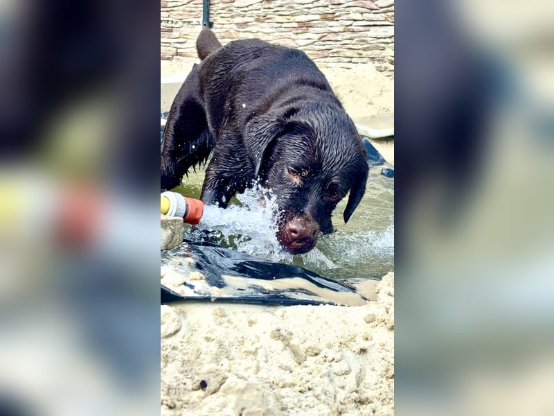 ❤️Klein Elli sucht ihr Zuhause  für immer.❤️