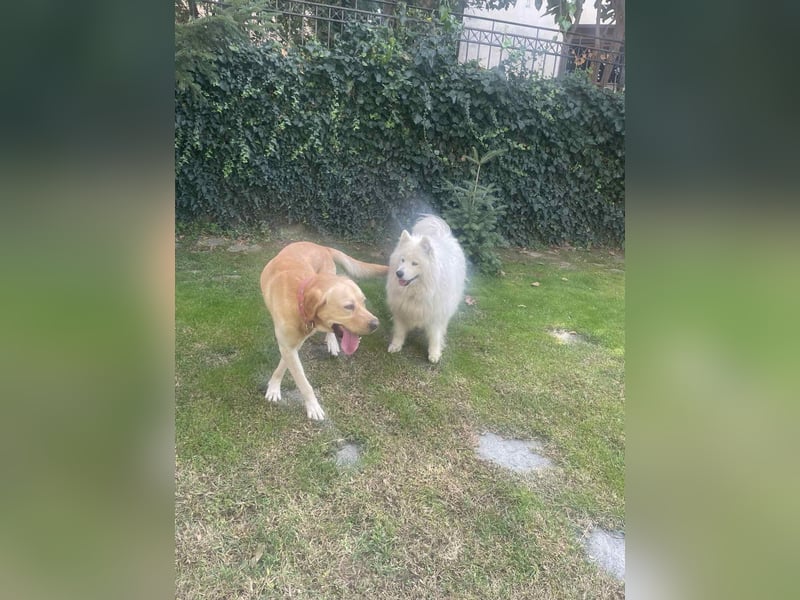 Hund Rüde Labrador Tierschutz Bundesweite Vermittlung