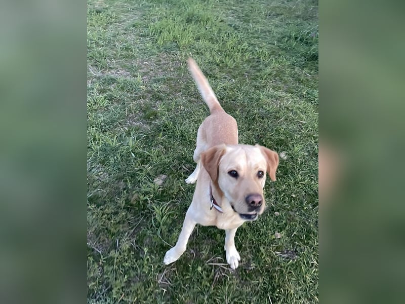 Hund Rüde Labrador Tierschutz Bundesweite Vermittlung