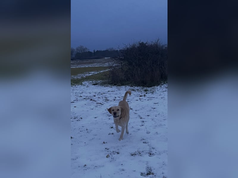 Hund Rüde Labrador Tierschutz Bundesweite Vermittlung