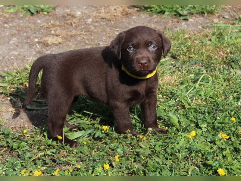 LABRADOR WELPEN Reinrassig mit Ahnentafel - 1x Silber-GRAU / charcoal & 1x BRAUN