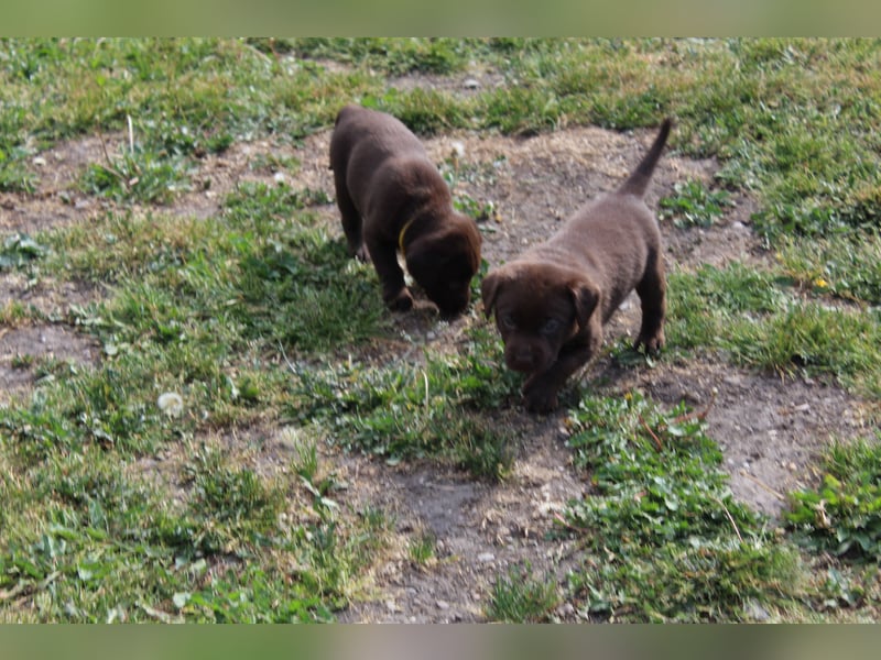 LABRADOR WELPEN Reinrassig mit Ahnentafel - 1x Silber-GRAU / charcoal & 1x BRAUN