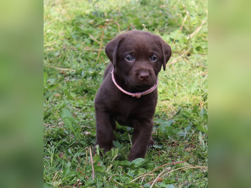 LABRADOR WELPEN Reinrassig mit Ahnentafel - 1x Silber-GRAU / charcoal & 1x BRAUN
