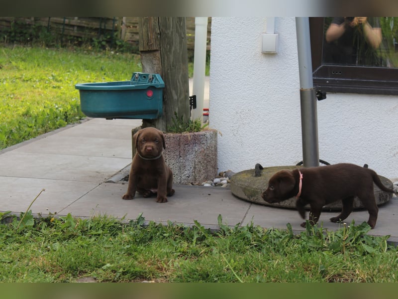 LABRADOR WELPEN Reinrassig mit Ahnentafel - 1x Silber-GRAU / charcoal & 1x BRAUN